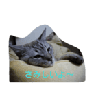 雪之丞♀猫（個別スタンプ：7）