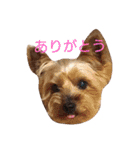 ヨーキーココアの毎日（個別スタンプ：1）