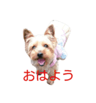 ヨーキーココアの毎日（個別スタンプ：2）