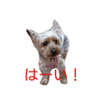 ヨーキーココアの毎日（個別スタンプ：3）