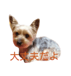 ヨーキーココアの毎日（個別スタンプ：5）
