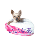 ヨーキーココアの毎日（個別スタンプ：8）