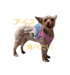 ヨーキーココアの毎日（個別スタンプ：9）