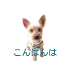 ヨーキーココアの毎日（個別スタンプ：10）