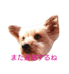 ヨーキーココアの毎日（個別スタンプ：14）
