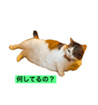 短足マンチカン（個別スタンプ：2）