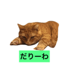 短足マンチカン（個別スタンプ：3）