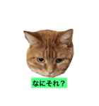 短足マンチカン（個別スタンプ：4）