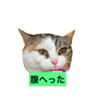 短足マンチカン（個別スタンプ：5）