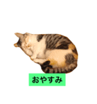 短足マンチカン（個別スタンプ：6）