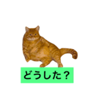 短足マンチカン（個別スタンプ：7）
