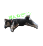 可愛い柴犬スタンプ（個別スタンプ：1）