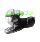 可愛い柴犬スタンプ（個別スタンプ：2）