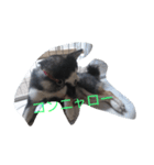 可愛い柴犬スタンプ（個別スタンプ：3）