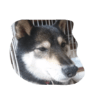 可愛い柴犬スタンプ（個別スタンプ：5）