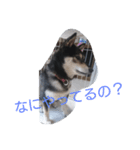 可愛い柴犬スタンプ（個別スタンプ：8）