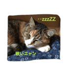 猫 写真のスタンプ（個別スタンプ：1）