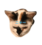 猫 写真のスタンプ（個別スタンプ：2）