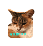 猫 写真のスタンプ（個別スタンプ：3）