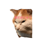猫 写真のスタンプ（個別スタンプ：5）