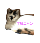 猫 写真のスタンプ（個別スタンプ：6）