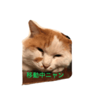 猫 写真のスタンプ（個別スタンプ：7）