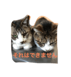 猫 写真のスタンプ（個別スタンプ：8）