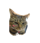 チャロという猫の日常 ver.1（個別スタンプ：3）