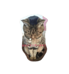 チャロという猫の日常 ver.1（個別スタンプ：6）