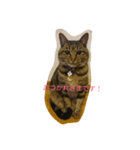 チャロという猫の日常 ver.1（個別スタンプ：7）