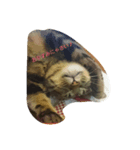 チャロという猫の日常 ver.1（個別スタンプ：8）