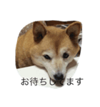 使いやすいあいさつ 豆しば（個別スタンプ：2）