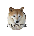 使いやすいあいさつ 豆しば（個別スタンプ：3）