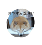 使いやすいあいさつ 豆しば（個別スタンプ：8）