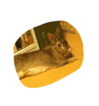我が家のうさぎじぞーさん（個別スタンプ：3）