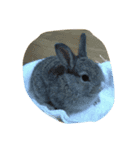 我が家のうさぎじぞーさん（個別スタンプ：6）