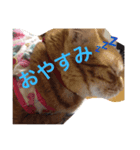 ねこたんのきもち（個別スタンプ：1）