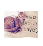 ねこたんのきもち（個別スタンプ：2）