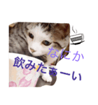 ねこたんのきもち（個別スタンプ：3）
