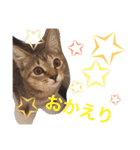 ねこたんのきもち（個別スタンプ：5）