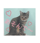 ねこたんのきもち（個別スタンプ：6）