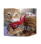 ねこたんのきもち（個別スタンプ：7）