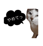 ねこたんのきもち（個別スタンプ：8）