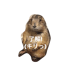 プレーリードッグ Bambi（個別スタンプ：1）
