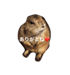 プレーリードッグ Bambi（個別スタンプ：2）