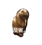 プレーリードッグ Bambi（個別スタンプ：5）