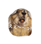 プレーリードッグ Bambi（個別スタンプ：6）