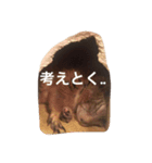 プレーリードッグ Bambi（個別スタンプ：12）