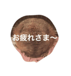 プレーリードッグ Bambi（個別スタンプ：13）
