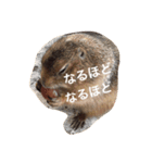 プレーリードッグ Bambi（個別スタンプ：14）